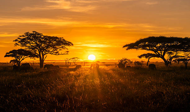Wildlife silhouetted against a sunrise in the Serengeti, depicting a safari experience.